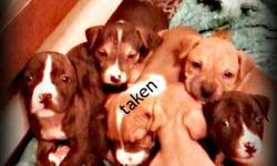 I have 4 female puppys who need homes .Smart , playful and adorable.
to see please call Vi-Vi @ 585-494-8500 if no answer call 585-568-9146