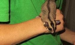4 healthy, sweet sugar gliders for sale that will make a great addition to any home! There is a 2 year old male and female and their 2 babies (one male and one female). We are willing to split them up, but would prefer not to.
Also included is a very