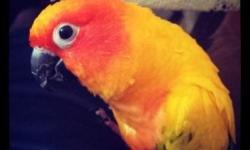 I have 4 sun conures that I need to sell asap. I was going to breed from them, but the hen died and now I have the 2 guaranteed males and the other 2 are supposed to be a pair but I have never got anything from them but they are always in the box. $200.00