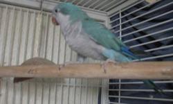 I AM HAVING TO REHOME MY FEMALE BLUE QUAKER. SHE HAS BEEN DNA'D, HAS JUST RECENTLY LAID HER FIRST EGGS,,WHICH SHE INSISTED ON SITTING ON.. SHE WAS HAND RAISED FROM FOUR WEEKS OLD. SHE CAN BE HELD ONCE SHE IS AWAY FROM HER CAGE,,BUT DOES NEED SOME WORK.