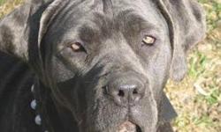 Casanova Cane Corso is looking for a forever home for a 4.5 yr old spayed female Cane Corso named Pearl. Pearl is an awesome companion- She LOVES going for rides, taking walks and lounging with her family. Pearl is obedience trained and wonderful in the