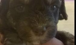 5 Adorable AKC chocolate toy poodle puppies. 2 females and 3 males. Born July 12th ready for their new homes September 6th. Mother weighs 6 lbs and father is DNA'd and weighs 5 lbs both parents reside in our home. Puppies at 4 weeks old range from just