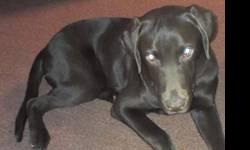 i am rehoming my chocolate lab puppy to a good home only i am asking wat i paid for him he does come with a health certificate he is a loveing dog great with kids and other dogs and cats
there is 2 rehoming fees i am willing to rehome him without his akc