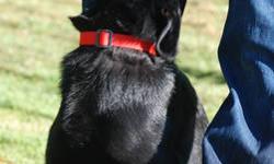 5 month old black purebred working line German Shepherd Dog with AKC papers. Best suited for a working home, agility, SAR, personal protection. High drive, high energy, great food drive and good solid obedience. Crate and house trained, leash trained and