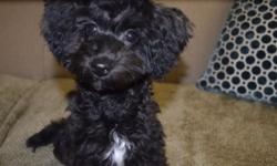 5 month loving female yorkiepoo... Loves to play with kids and dogs