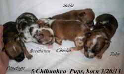 Our 2 Chihuahuas had puppies! This is Annabelle's 2nd litter, and WOW... were we stunned when they arrived! I can't believe the colors. The mother is 7 lbs and mainly tan with a touch of black & white. The father is tan (considered "red") and white. These