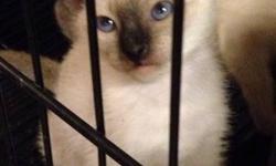 I have a litter of Siamese kittens, there are 3 males and 2 females, they were born on May 21st, 2016, there are seal points, a blue point and lilac point available
If you have any questions feel free to contact me, i posted up some pictures of the