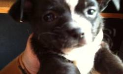 I have four male applehead chihuahuas for sale.. They will be ready to leave 7/20/13 both parents on premise.. will have one vet visit first shots and dewormed.. They were born 5/25/13..
