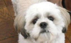 Hello All,
Born 7/11/2010 is Mugzy, a male non-neutered Shih Tzu. He's full of energy and likes to be outdoors.
He learns easily but needs direction and someone that can be patient and train him to there liking.
Please contact to discuss