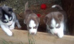 8 cute lovable purebred husky puppies in need of a loving home. 5 girls( 4 black and white and 1 brown) and 3 boys(2 brown and 1 black and white). They will be ready September 15th. They will have their first shots and deworming done. If interested, call