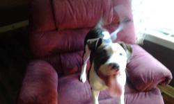 Female 6 mo old tiger brindle pit pup needs new home; will need her rabies vaccine as soon as adopted. Comes with APBR papers. She is working on her potty training, is crate trained, and gets along well with other dogs and cats. Knows basic, sit, stay,