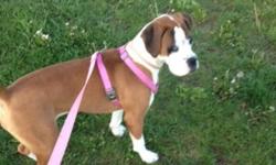 I am looking to re-home my female boxer puppy. She is a fun loving charismatic, playful, and extremely lovable girl. She is absolutely great with kids. I have 4 and she is playful yet gentle with them. The only reason I am looking to re-home her is cause