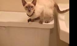 I have a 6 month old seal point Siamese kitten I'm looking to rehome. I just got him from a Breeder for my other cat, but he's way to ruff with her. He's a beautiful playful by, all shots up-to-date, rabies and all. He isn't fixed..but would make a great