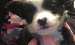 I have two female Apple head chihuahua puppies ready for their forever homes on March 31.. They are very loveable.. They will have first vet visit first set of shots and dewormed. Both parents on site.