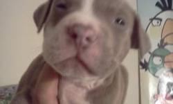 2 female, 1 male bluenose pitbull puppies. Puppies are very healthy and are still being nursed by the mother. Puppies are fawn colored with light blue eyes. Great Christmas present for a loved one. Hurry while you can. I have already sold 3. These puppies