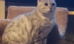 Spayed 6 year old Snow Bengal. She'd do better as the only pet. $200