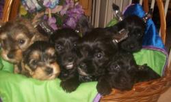 6 Schnauzer/Yorkie puppies called "Snorkies". There are 4 black males, and 2 brown females. Mother is a black Schnauzer, father is a teacup Yorkie. Puppies come with tails docked, first puppy shots, vet checked, and deworming. Taking non-refundable