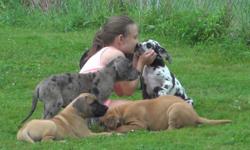 Ready to go Aug 1st. Great Dane Puppies 75 % euro born june 6th, there are 5 available. 3 males colors are are fawnequin, fawn, & black,there are 2 females colors are harlequin & fawn merle .. prices range from $1000.00 to $1600.00 pups will be VET
