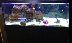 I have a 75 gal Saltwater fish tank for sale. It has been set up for 2 years and is doing great. It has approx 50lbs of live rock, with many feather duster/coco worms growing on it, as well as cyrstaline algea. There is a sand sifter, a blenny, 2 clowns,