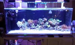 Up for sale is my 75 gallon tenecor reef aquarium that is up and running. I just don't have the time anymore.everything is included.
It includes a life reef sump,life reef protien skimmer,2 power heads,illumagic led reef lighting,heater,and all the corals