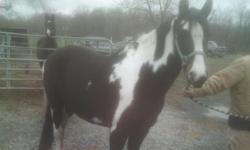 7 yr old black and white paint gelding for sale 1,500. 15/1 hands tall. good gated and trail horse. traffic safe and sound. little bit hot. has a lot of get up and go. good manners no bad habits. for more info and people really interested call