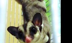 7 Month old Gray Male Sugar Glider
Includes, cage, water bottle and a little food to get you started.
$195.00