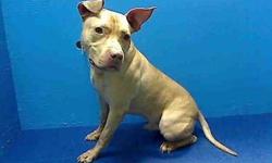 Lydia is located at Brooklyn Animal Care and Control. I am not affiliated with them. For more info about Lydia or to see her current status, copy/paste this link: