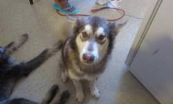 I have an 8 month Female Pure bred red Alaskan Malamute. She is up to date on all shots, housebroken, knows all basic commands and is well socialized and submissive. She is not spayed. She'll come with her collar, leash, XL plastic air safe crate, bowl, a