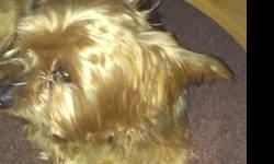 i am looking to rehome my loving 8month old yorkie he is fixed and can be very shy into he get to know you my number is 315-9567946