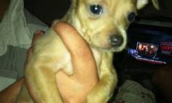 I have a 8 week old full breed female chihuahua who is very loving and playful. Looking for a loving family to add a loving puppy to the family. If you are interested, please contact me.
Serious enquiries please!!!!!.
This ad was posted with the eBay