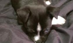 one pup left 8 wk male with blue eyes already paper trained loving healthy pup needs loving home. txt to pickup now