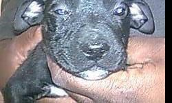 up for adoption 8 week old american pitbull terriers. there is a rehoming fee. i have 4 white males, two white females, black and white. a black, and a brindle and white male. please call or text 315-351-5416 or 315-542-6115.