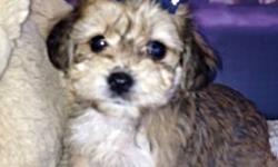 Louie & Sophie are 8 weeks old and will be available to a approved pet home only . Their sired by a 4lb yorkie and their dam is a 6 lb poodle. Louie & Sophie has been very well socialized, they are current and up-to-date on all vaccinations. They are both
