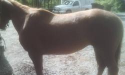 8 yr old sorrel quarter horse mare for sale was 1,200 now marked down to 1,000, broke,trail rides, has woked with cows, neck rains, does what ever you ask of her, sound and needs experience rider or advance beginner because she likes to go. for more info