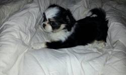 japanese chin/long hair chihuahua--7wks.old---should range between 5lbs.-10lbs. non shedding--great temperments--deposition--beautiful tri-colors---my asking price is $400.OBO
black/white is a female
tan--male
dad and mom on bottom
i haven't not gotten