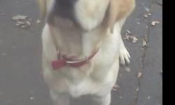 Yellow Lab, very big and strong. Raised around children of all ages. Loves to run and play fetch. Very loyal and sweet, becoming a great watch dog. Neutered and UTD on shots. Has papers. Loves other dogs. Have invested a lot of time and money just not the