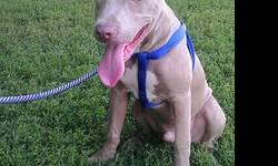 Toby a 9 month old rednose in need of a new home.Must own your own house .No apartment renters or owners please. Looking for a better ,loving ,spacious home for my pitbull.Read before contacting me.646-739-3625. Suburbs preferred.I will require to do a