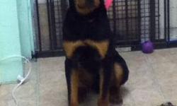 This is Dillinger aka Dillon, He is a 9 month old male rottweiler. He is very sweet, friendly and loves people. Dillon is food & toy aggressive when it comes to other dogs, so he needs to be the only one. He is currently house & crate trained and is good