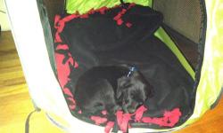 Feel free to email me- tullyv23runner @ yahoo.com
This puppy is 5/8 Lab and 3/8 English Springer Spaniel. His mom is our dog Sassy (1/4Lab-3/4 English Springer Spaniel), and dad is a AKC Black Lab. Sassy looks like a Springer Spaniel and is a very smart,