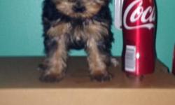 1 - 9 week old female Yorkshire Terrier . Born on August 27th 2014.
She has been vet checked , has her 5 way booster vaccinations .
She also has been de wormed . She has a very sweet personality & gets along great with other dogs as well as children. Her