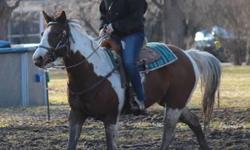 For Sale: 9 year old double registered paint/pinto mare for sale. Sheza "Ruby" Moon, Sire is : Heza Music Man and Dam is : Play Me a Melody. Ruby is an awesome horse. Nice big broad stocky girl. 15.3 hands. Has had a lot of professional training. Trail