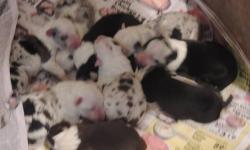 These Babies were born May 7th males and females Akc full registration,Shots ,wormed and Health Certificates. Sire and Dam pictured Phone 716-358-6935 2 Males left Red and White and Blue Merle