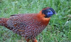 I have for sale 2 Temminck's Tragopan hatching eggs. Price is for the lot of eggs. These eggs are from our proven breeder pairs. Whenever available, eggs will be taken from different pairs to give you unrelated eggs.
My breeders are out of different