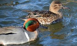 Presale offer for a lot of 3 pairs of 2014 hatch Green-winged Teal. Birds will be shipped when weather permitting days..This will be more like in September/October. Price is for all the birds together.