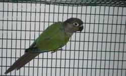 A prove-by-me Turquoise Green Cheek Conure male.
3 and a half years old.
Excellent dad - with his former mate, he had 2-3 clutches a year, 5 beautiful babies each clutch.
On a very healthy diet, Roudybush pellet, quality seed mix and a lot of fruits and