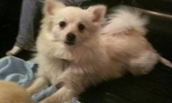 the pup is a male 9 month old be one in may it was a gift from my husband he paid 1,000 for it from pet shop we have his with papers we thought it was a t-cup pomeranian and that the landlord would not mined we hate to sell him but have no choice we