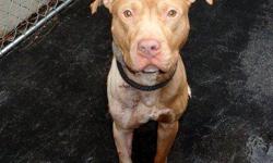 Buck is located at Manhattan Animal Care and Control. I am not affiliated with them. For more info about Buck or to see his current status, copy/paste this link: