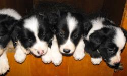 We've been raising top Border collie's for over 25 years, they have their first shots have been vet checked and dewormed. Take a look! We just have 2 left, give us a call and meet your new best friend!