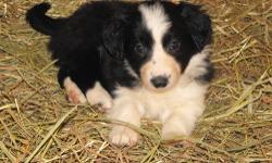 ABCA registered Border Collie's. 4 generations on site, 1st shots, vet checked and de-wormed,breeding for over 25 years.