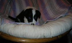 We have 5 pure bred border collies for sale. We have 1 female and 4 males. They are ready to go. They have been De-wormed, health checked, and they have had their first shots. They were born on Dec. 5th and are 9 weeks old. Border collies are the smartest